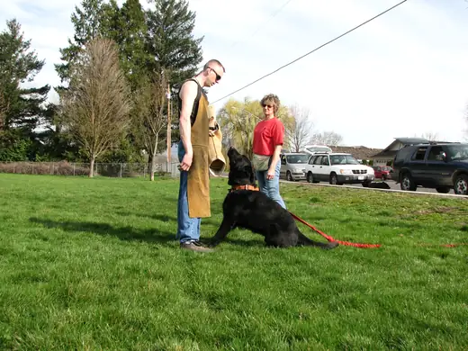 Working dog building tug engagement with a handler during RVSC club training in March 2007 — photo 02
