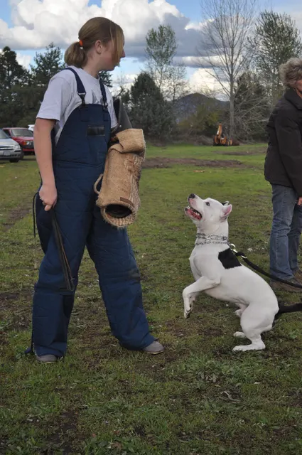 Working dog and handler during RVSC March 30, 2010 club training — photo 07