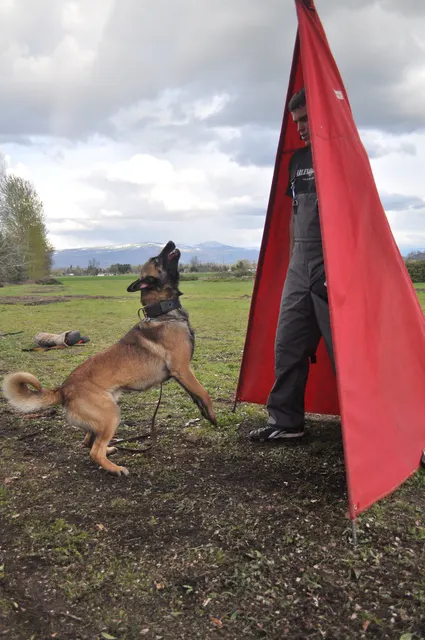 Working dog and handler during RVSC March 30, 2010 club training — photo 11
