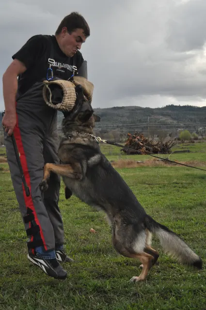 Working dog and handler during RVSC March 30, 2010 club training — photo 17