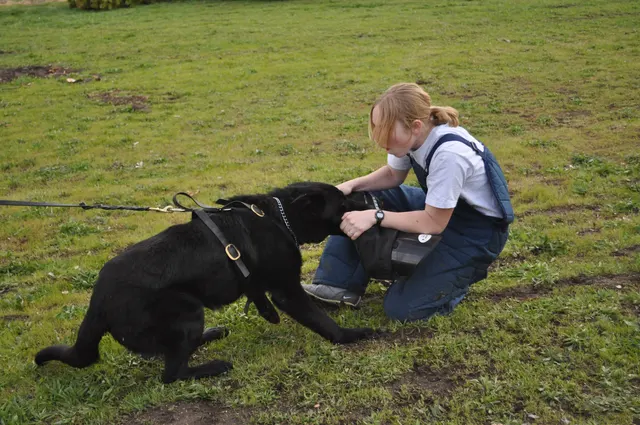 Working dog and handler during RVSC March 30, 2010 club training — photo 18