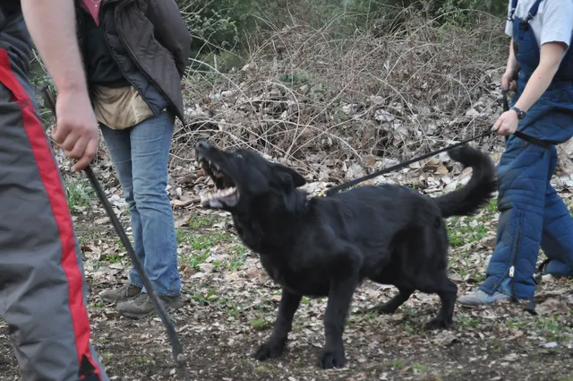Working dog and handler during RVSC March 30, 2010 club training — photo 20