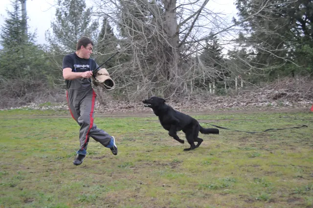 Working dog and handler during RVSC March 30, 2010 club training — photo 24