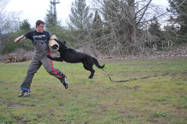 Working dog and handler during RVSC March 30, 2010 club training — photo 25