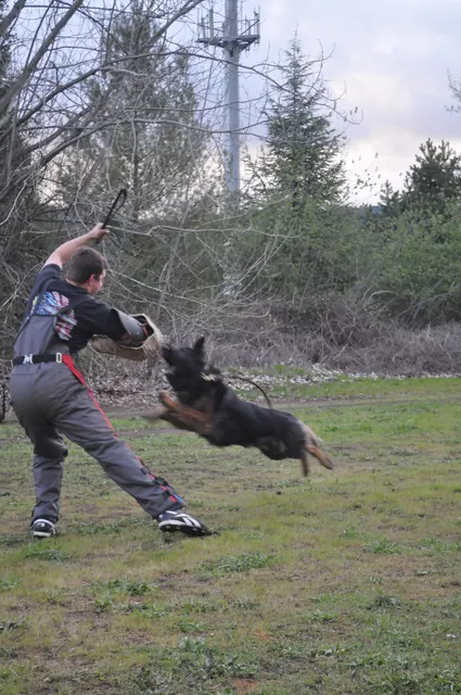 Working dog and handler during RVSC March 30, 2010 club training — photo 29
