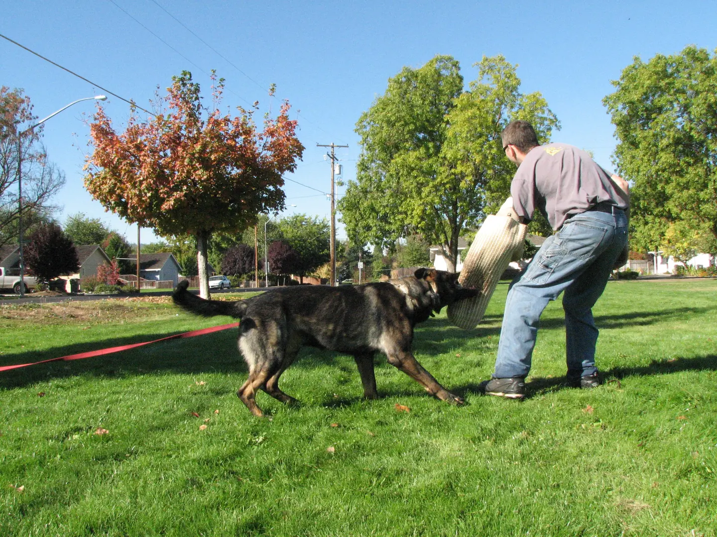 Working dog practicing controlled bite-pillow foundations during RVSC club training in November 2006 — photo 05