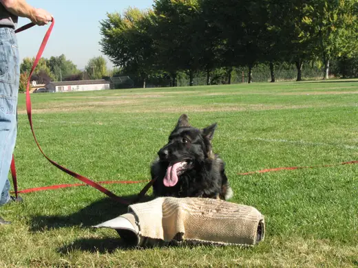 Working dog practicing controlled bite-pillow foundations during RVSC club training in November 2006 — photo 01