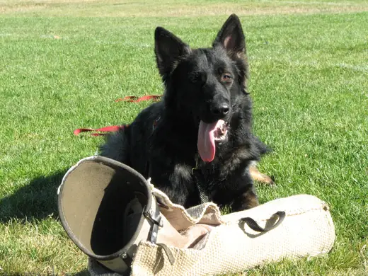 Working dog practicing controlled bite-pillow foundations during RVSC club training in November 2006 — photo 02