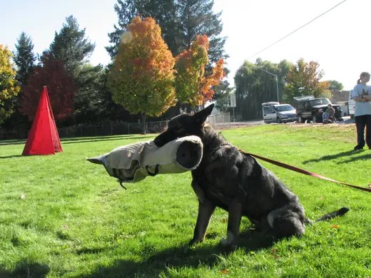 Working dog practicing controlled bite-pillow foundations during RVSC club training in November 2006 — photo 03