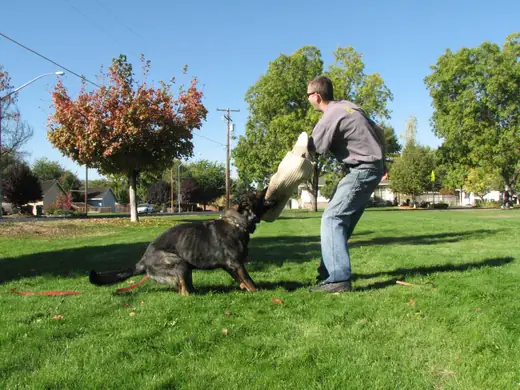 Working dog practicing controlled bite-pillow foundations during RVSC club training in November 2006 — photo 04