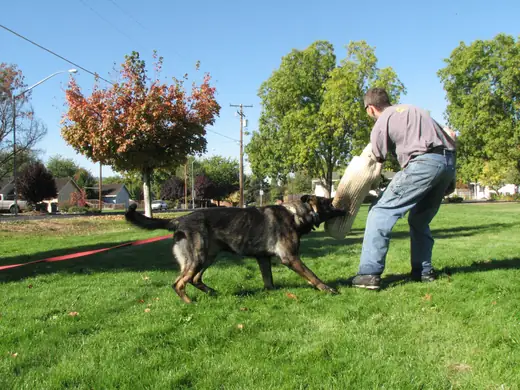 Working dog practicing controlled bite-pillow foundations during RVSC club training in November 2006 — photo 05