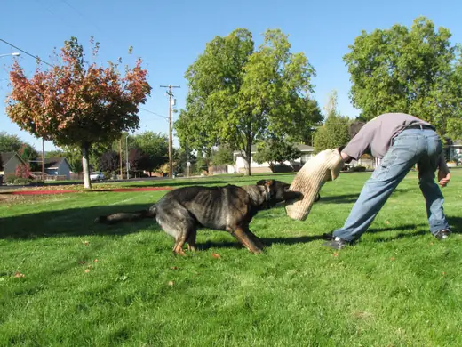 Working dog practicing controlled bite-pillow foundations during RVSC club training in November 2006 — photo 06