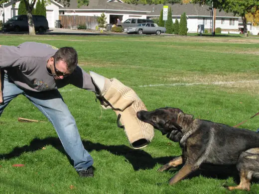 Working dog practicing controlled bite-pillow foundations during RVSC club training in November 2006 — photo 08