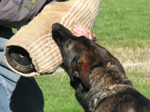 Working dog practicing controlled bite-pillow foundations during RVSC club training in November 2006 — photo 09