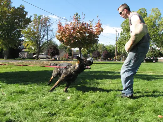Working dog practicing controlled bite-pillow foundations during RVSC club training in November 2006 — photo 10