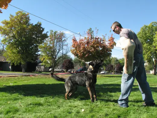 Working dog practicing controlled bite-pillow foundations during RVSC club training in November 2006 — photo 11