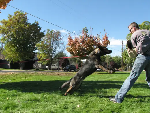 Working dog practicing controlled bite-pillow foundations during RVSC club training in November 2006 — photo 12
