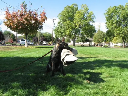 Working dog practicing controlled bite-pillow foundations during RVSC club training in November 2006 — photo 13