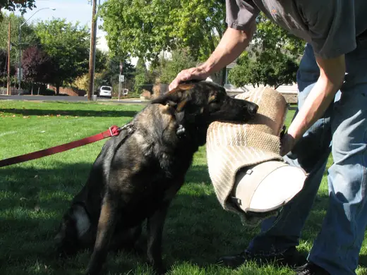 Working dog practicing controlled bite-pillow foundations during RVSC club training in November 2006 — photo 14