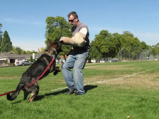 Working dog practicing controlled bite-pillow foundations during RVSC club training in November 2006 — photo 15