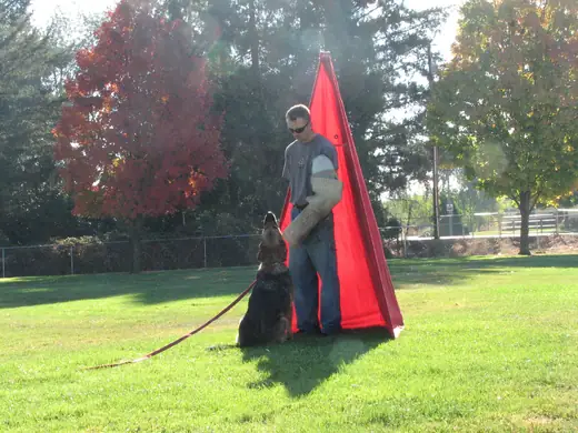 Working dog practicing controlled blind work during RVSC club training in November 2006 — photo 01