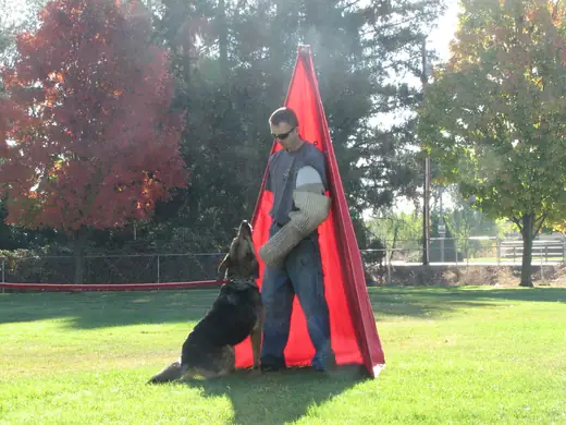 Working dog practicing controlled blind work during RVSC club training in November 2006 — photo 02