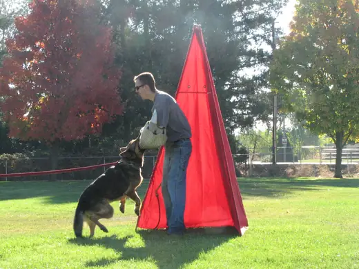 Working dog practicing controlled blind work during RVSC club training in November 2006 — photo 03
