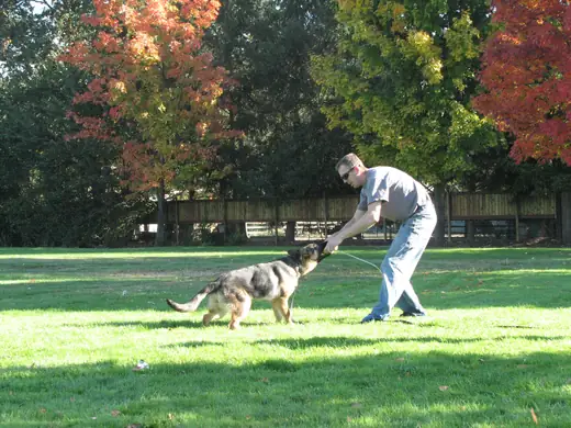 Working dog building engagement and recall skills during RVSC club training in November 2006 — photo 01