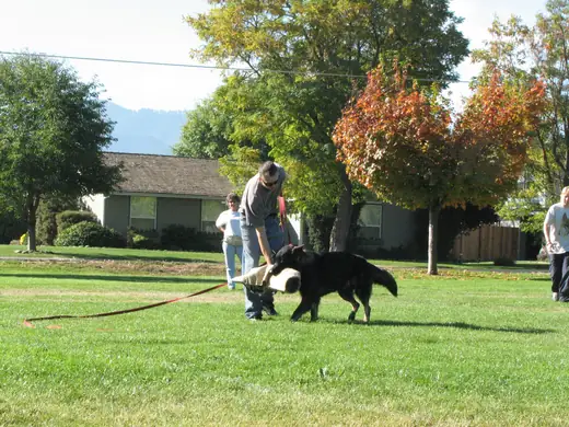 Working dog building engagement and recall skills during RVSC club training in November 2006 — photo 02