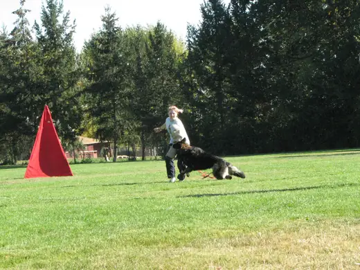 Working dog building engagement and recall skills during RVSC club training in November 2006 — photo 03
