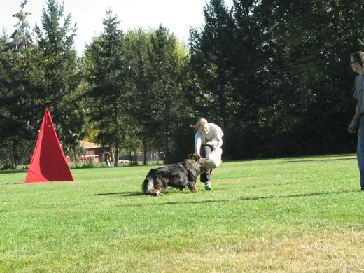 Working dog building engagement and recall skills during RVSC club training in November 2006 — photo 04