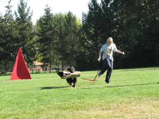 Working dog building engagement and recall skills during RVSC club training in November 2006 — photo 05