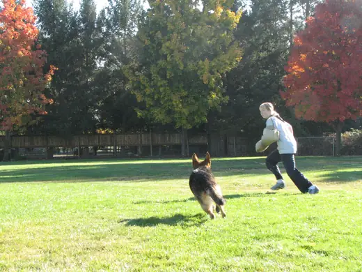 Working dog and handler practicing obedience during RVSC club training in November 2006 — photo 03