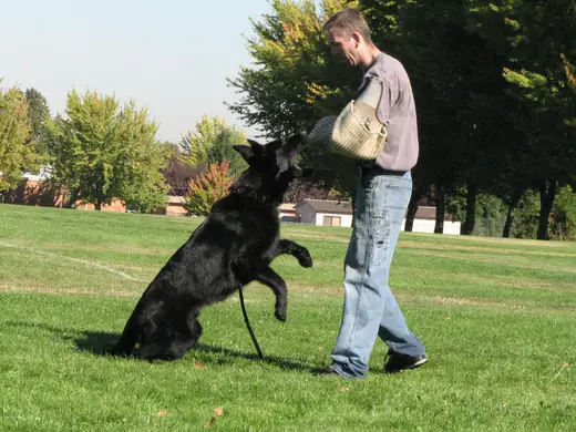 Working dog and handler practicing obedience during RVSC club training in November 2006 — photo 11
