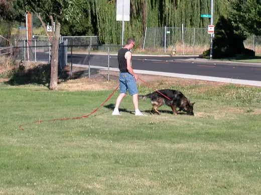 German Shepherd and handler practicing an early tracking foundation during RVSC club training in November 2006 — photo 01