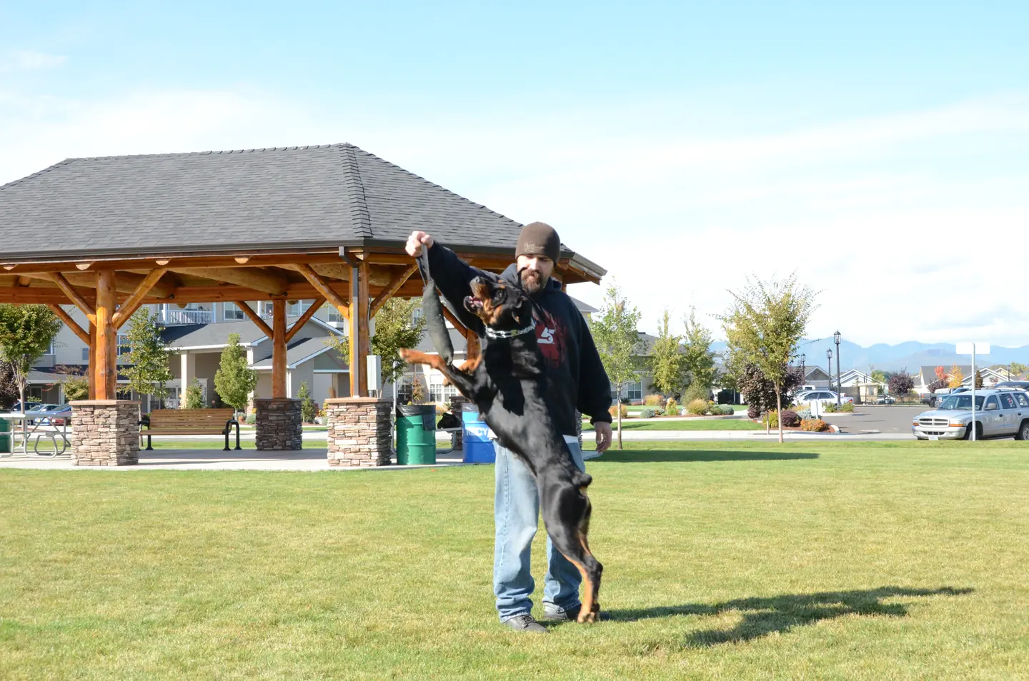 Working dog practicing controlled protection foundations during RVSC club training on October 14, 2012 — photo 02
