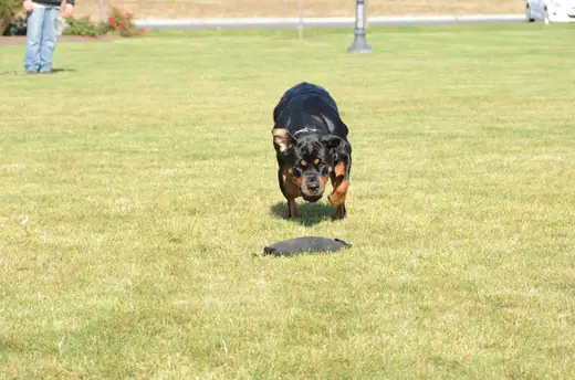 Working dog practicing a dumbbell retrieve during RVSC club training on October 14, 2012 — photo 02