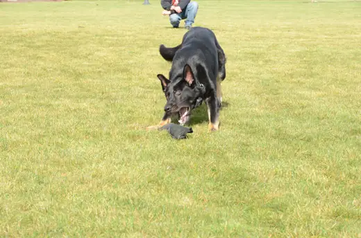 Working dog practicing a dumbbell retrieve during RVSC club training on October 14, 2012 — photo 03