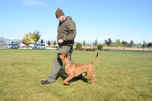Working dog and handler practicing obedience during RVSC club training on October 14, 2012 — photo 01