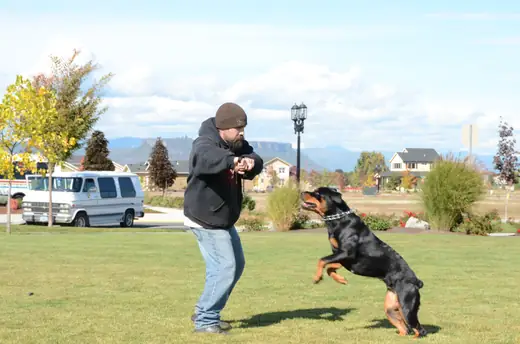Working dog practicing controlled protection foundations during RVSC club training on October 14, 2012 — photo 01