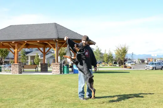 Working dog practicing controlled protection foundations during RVSC club training on October 14, 2012 — photo 02