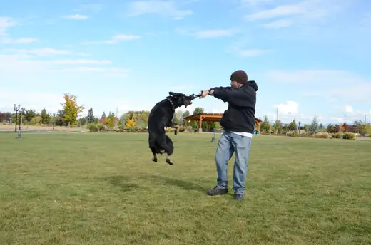 Working dog practicing controlled protection foundations during RVSC club training on October 14, 2012 — photo 03