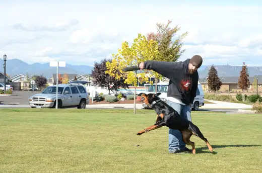 Working dog building toy drive with a handler during RVSC club training on October 14, 2012 — photo 01