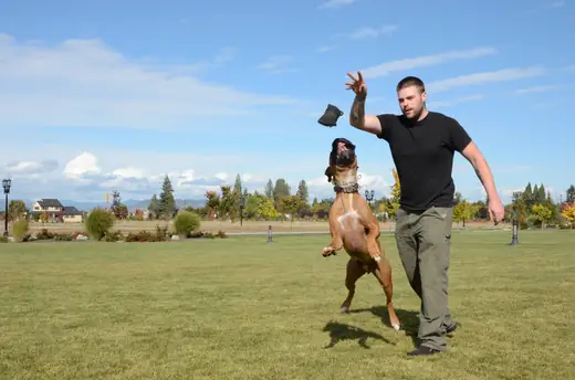 Working dog building toy drive with a handler during RVSC club training on October 14, 2012 — photo 02