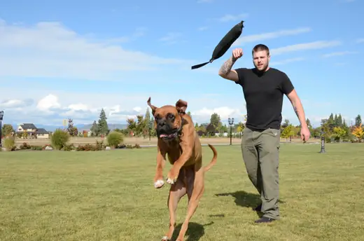 Working dog building toy drive with a handler during RVSC club training on October 14, 2012 — photo 03