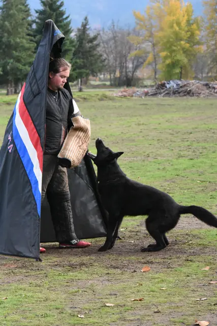 Black working dog engaging the helper during protection work in 2017
