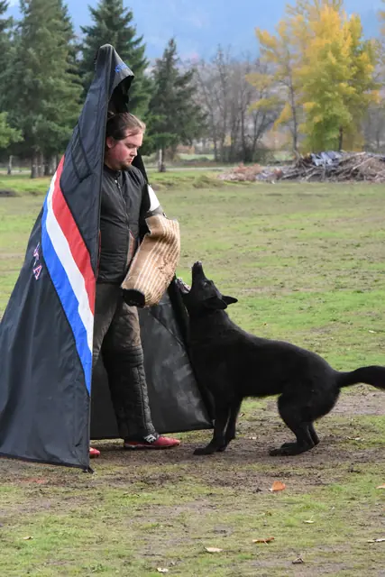Black working dog in the protection phase at the RVSC fall trial