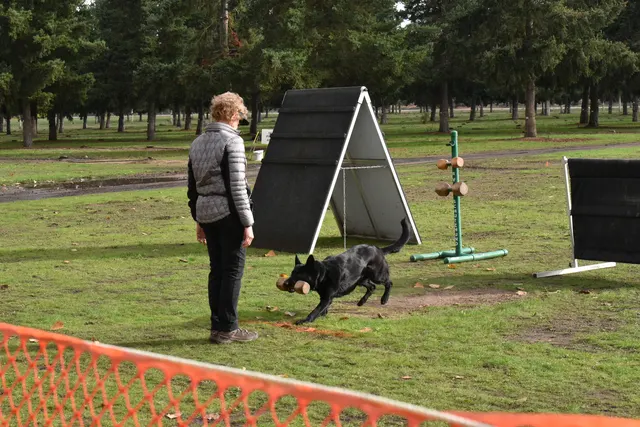 2017 RVSC fall Schutzhund trial — a black working dog moving near a Schutzhund blind on the trial field