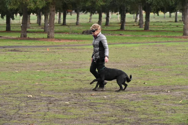 2017 RVSC fall Schutzhund trial — a black working dog heeling with the handler on the trial field