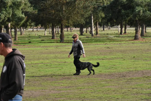 2017 RVSC fall Schutzhund trial — a second view of a black working dog performing focused heeling
